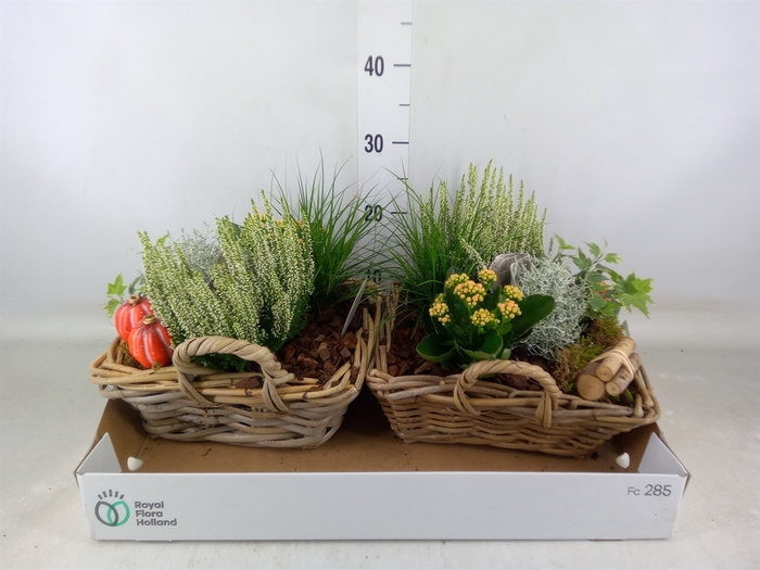 <h4>Arr.   Tuinplanten L%</h4>