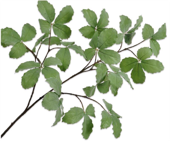 <h4>Tak blad 160cm groen 6/ds</h4>