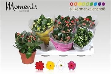 <h4>KAL GE GEM 4 KL</h4>