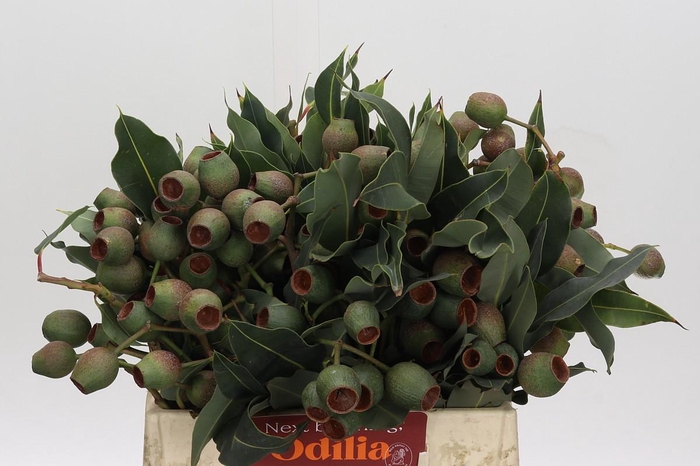 <h4>Cape Green Bell Gum</h4>