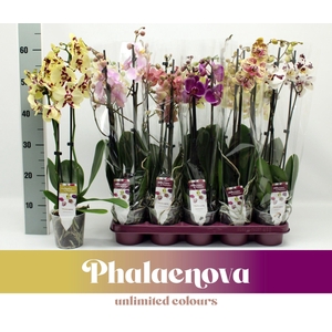 PHAL GEM