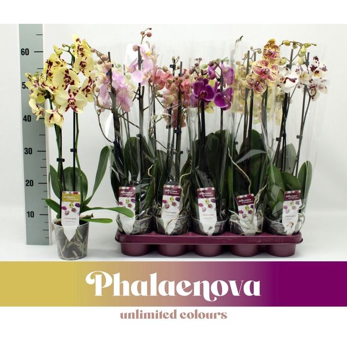 <h4>PHAL GEM</h4>