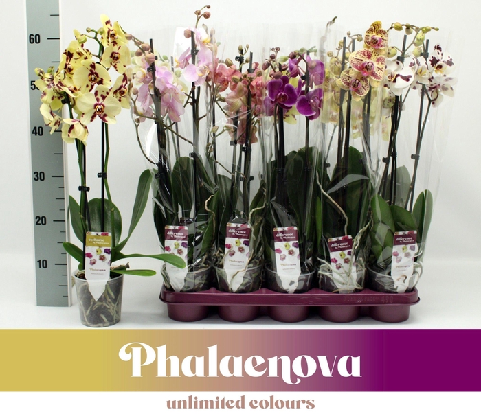 <h4>Gemengd 3-tak 60cm (RIJP)</h4>