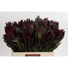 Leucadendron Saf Sunset Dark R.