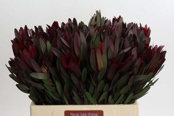<h4>Leucadendron Saf Sunset Dark Red</h4>