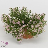 Bacopa Pink