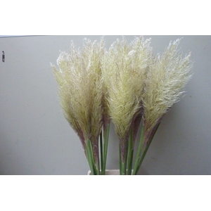 CORTADERIA OV