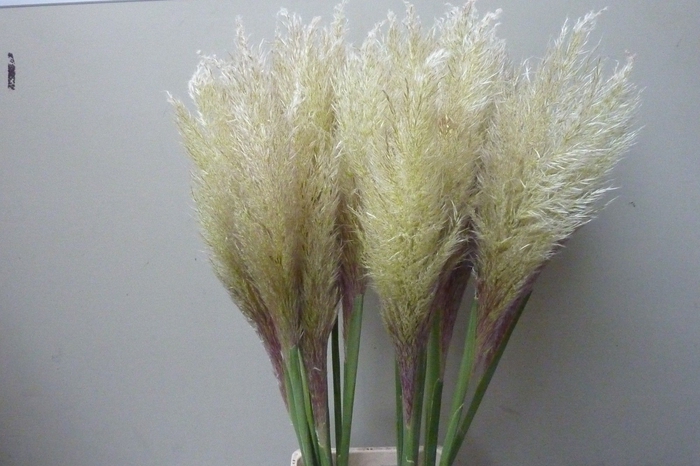 <h4>CORTADERIA OV</h4>