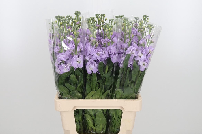 <h4>Matth Iron Marine</h4>