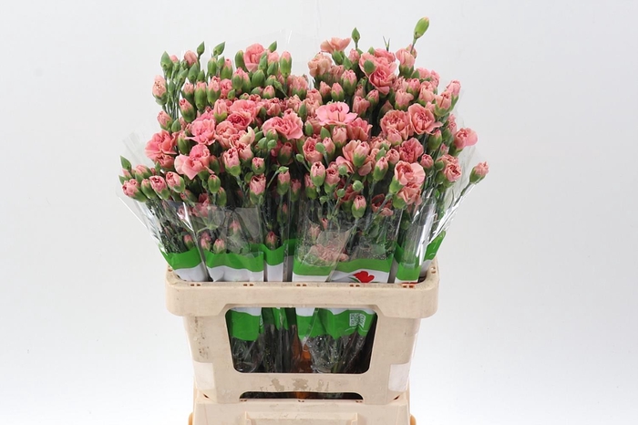 <h4>Di Tr Atacama x20</h4>