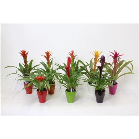 <h4>Bromelia Mix In Carly Keramiek</h4>