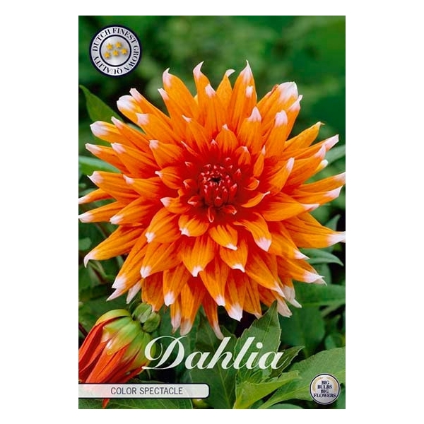 <h4>Dahlia Color Spectacle x1</h4>