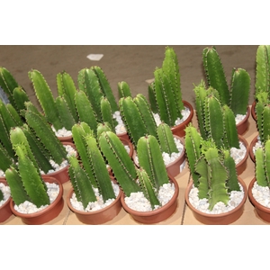 CACTUS EUPHORBIA MANDACARU P17