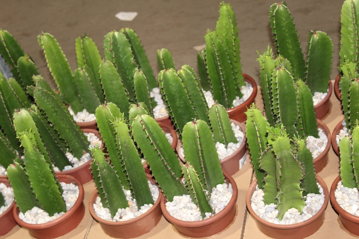 <h4>CACTUS EUPHORBIA MANDACARU P17</h4>