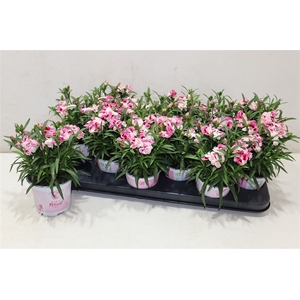 Dian Sprint Pink Pro