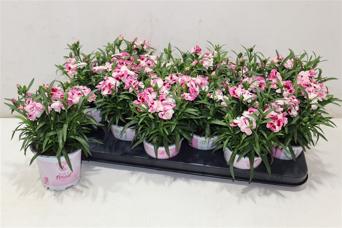 <h4>Dian Sprint Pink Pro</h4>