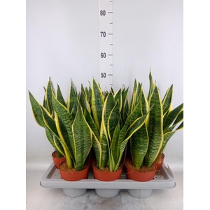 Sansevieria trifa. 'Futura Superba'