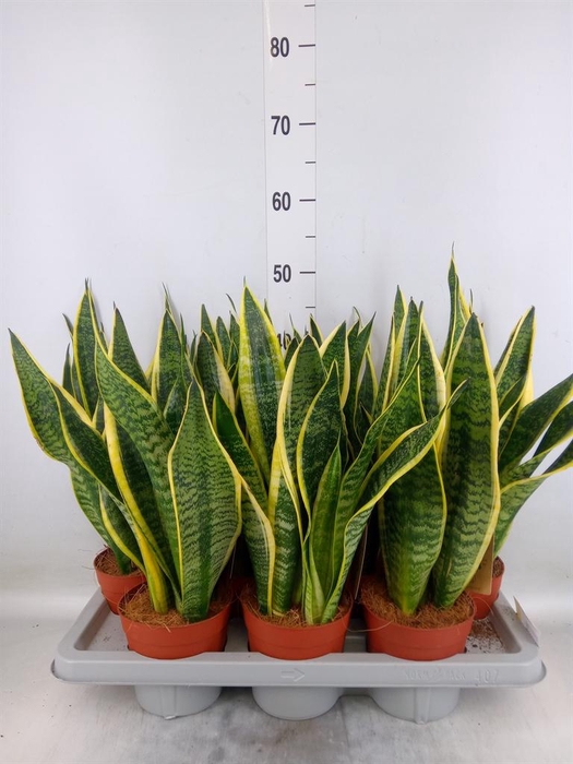<h4>Sansevieria trifa. 'Futura Superba'</h4>