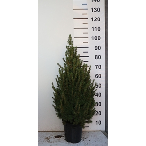 PICEA GL CONICA