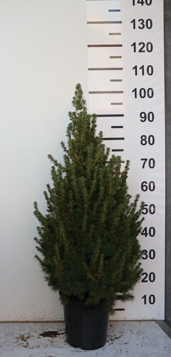 <h4>PICEA GL CONICA</h4>
