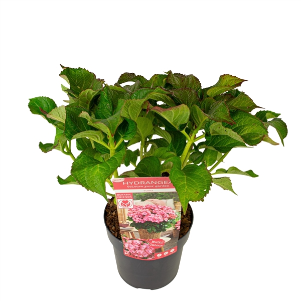 <h4>Hydrangea macr. 'Yulika'</h4>