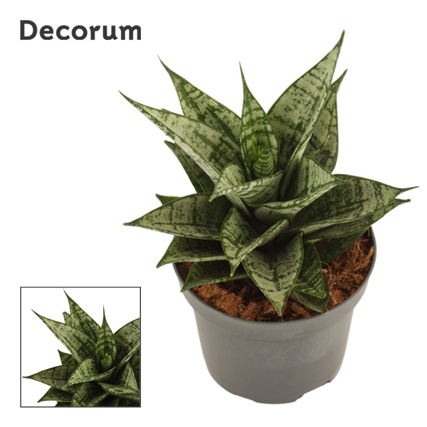 <h4>Sansevieria Erlandel Crown 9 cm (Decorum)</h4>