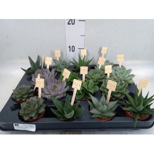 Succulents   ...mix 4