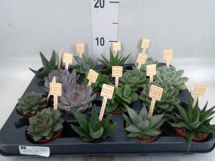 <h4>Succulents   ...mix 4</h4>