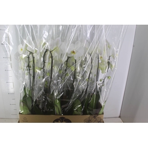 PHALAENOPSIS CASCATA P12 BRANCO