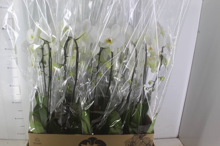<h4>PHALAENOPSIS CASCATA P12 BRANCO</h4>