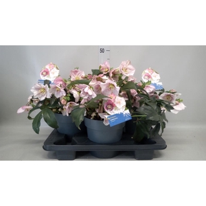 Helleborus  'Atrorubens'