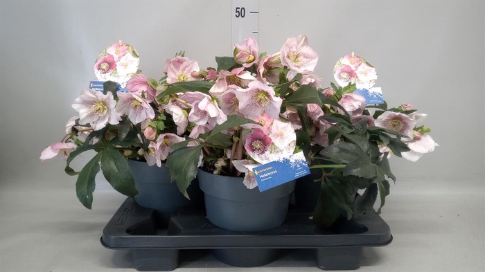 <h4>Helleborus  'Atrorubens'</h4>