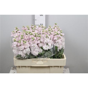 Matthiola incana 'StoX Silver'