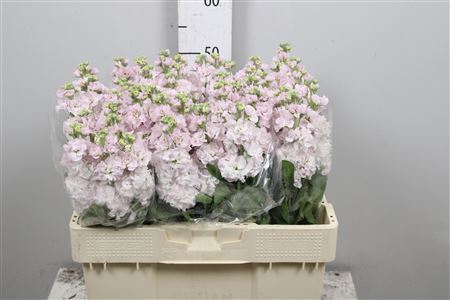 <h4>Matthiola incana 'StoX Silver'</h4>