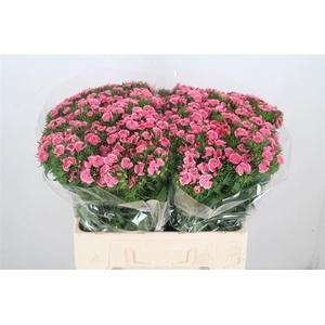 Di Barb Princess Bre