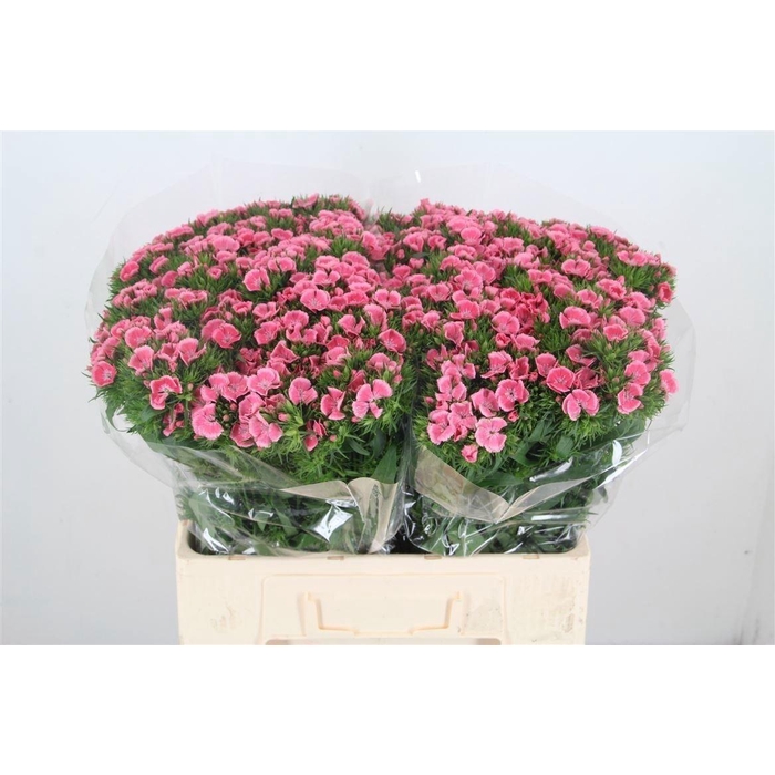 <h4>Di Barb Princess Bre</h4>