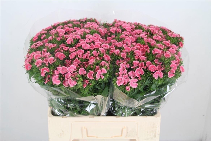 <h4>Di Barb Princess Bre</h4>