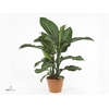 Dieffenbachia  'Memoria Corsii'