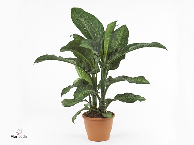 Dieffenbachia  'Memoria Corsii'