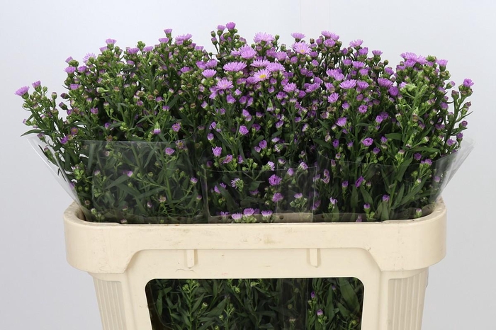 <h4>Aster Painted Lady</h4>
