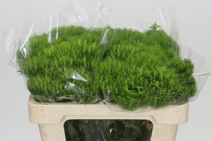 Dianthus Br Kiwi Mellow