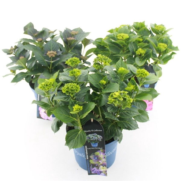 <h4>Hydrangea macr. Royalty Collection® MIX C5 (23cm.) Kn.</h4>