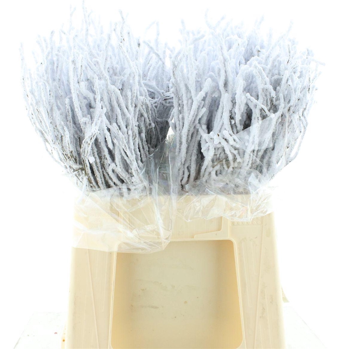 <h4>Snow Heidelbeer X100</h4>