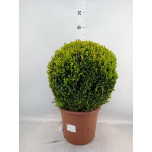 Buxus semp.   ...