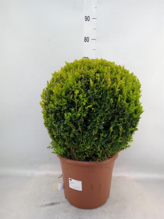 <h4>Buxus semp. ...</h4>