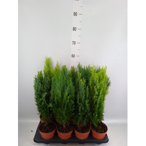 Conifers   ...mix