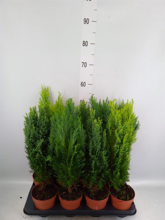 <h4>Conifers ...mix</h4>
