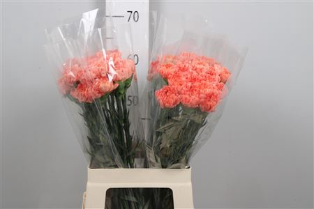 <h4>Di St Hermes Orange</h4>