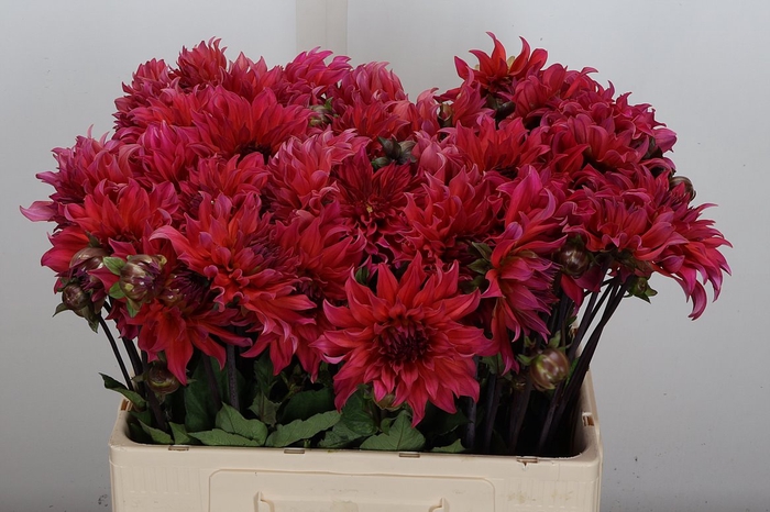 <h4>Dahl Pink Punk</h4>