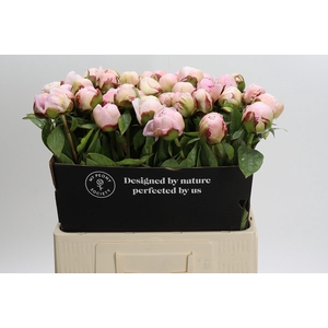 Paeonia Carl G. Klehm